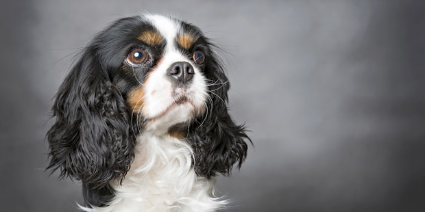 Cavaliers King Charles sont prédisposés à la syringomyélie